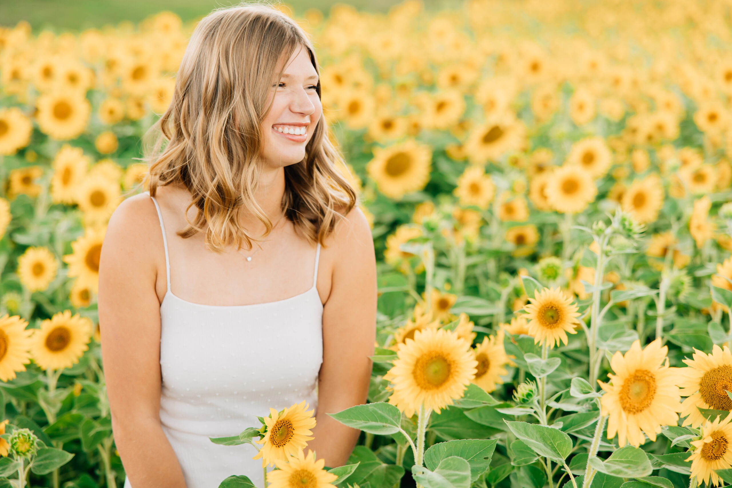 Sunflower field for photography backgrounds