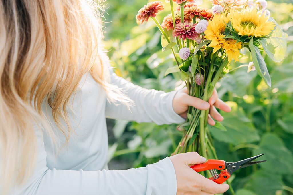 Flower farmer cutting stems in the field for local bouquets