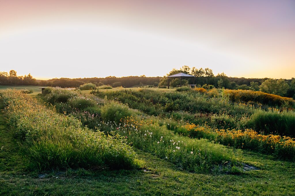 Flower farm brand photography session capturing the field behind the blooms